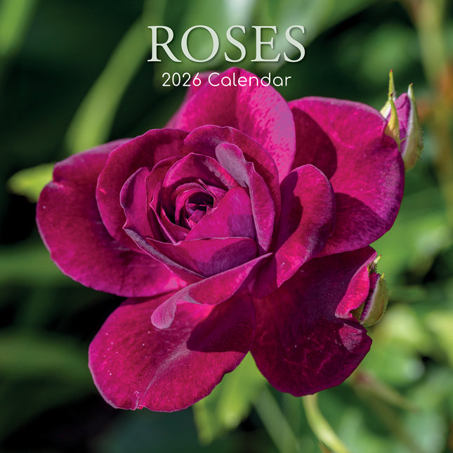 Roses - 2026 Square Wall Calendar 16 Months Floral Flower Planner New Year Gift