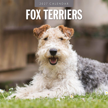 Fox Terriers 2027 square wall calendar - front cover