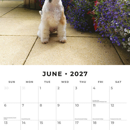 Fox Terriers 2027 square wall calendar - monthly calendar spread