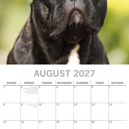 French Bulldogs 2027 Premium Square Wall Calendar August sample page