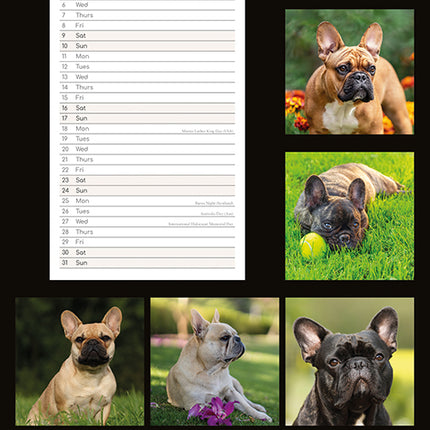 French Bulldogs 2027 Premium Slim Wall Calendar back cover