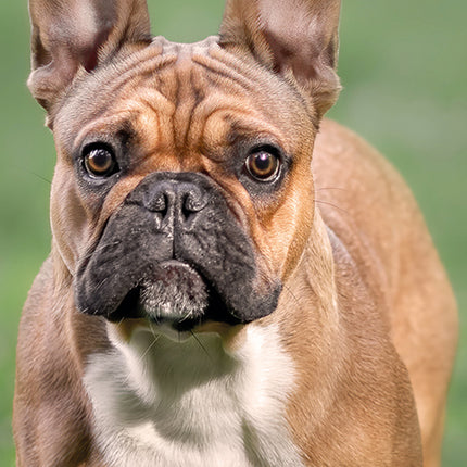 French Bulldogs 2027 Premium Slim Wall Calendar cover