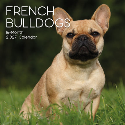 French Bulldogs 2027 Premium Square Wall Calendar cover
