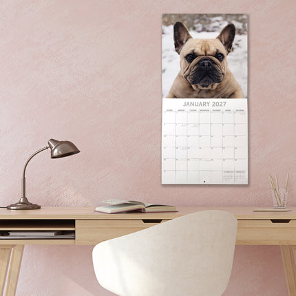 French Bulldogs 2027 Premium Square Wall Calendar lifestyle image