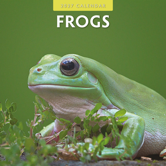 Frogs 2027 square wall calendar - front cover
