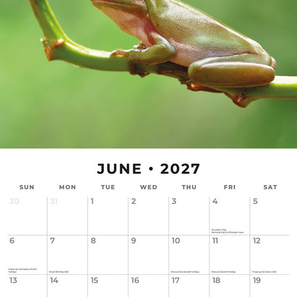 Frogs 2027 square wall calendar - monthly calendar spread