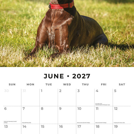 German Shorthaired Pointers 2027 square wall calendar - monthly calendar spread