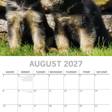 German Shepherd Puppies 2027 Premium Square Wall Calendar August sample page