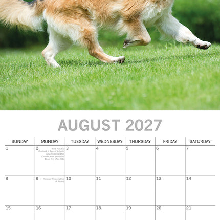 German Shepherds 2027 Premium Square Wall Calendar August sample page
