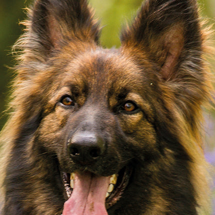 German Shepherds 2027 Premium Slim Wall Calendar cover