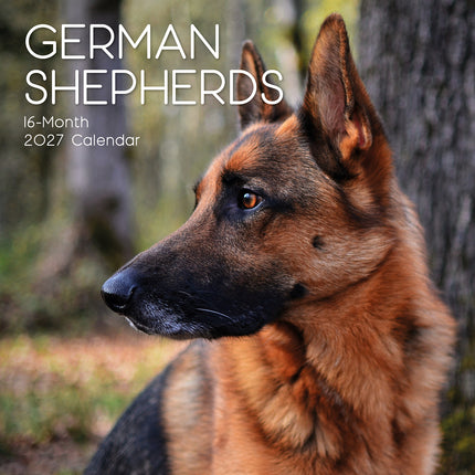 German Shepherds 2027 Premium Square Wall Calendar cover