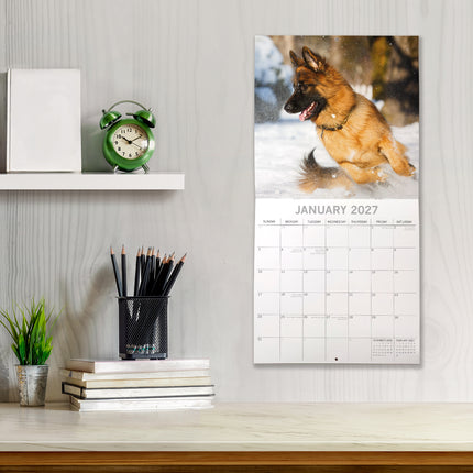 German Shepherds 2027 Premium Square Wall Calendar lifestyle image