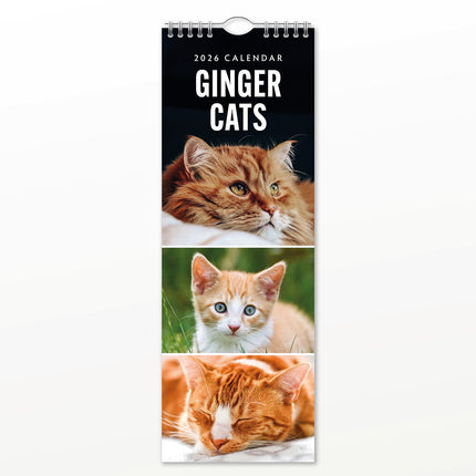 Ginger Cats 2027 square wall calendar - front cover