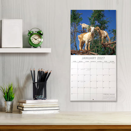 Goats in Trees 2027 Square Wall Calendar lifestyle image