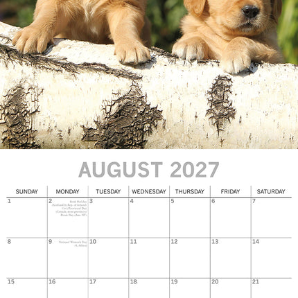 Golden Retriever Puppies 2027 Premium Square Wall Calendar August sample page