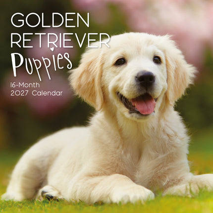 Golden Retriever Puppies 2027 Premium Square Wall Calendar cover