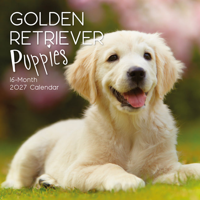 Golden Retriever Puppies 2027 Premium Square Wall Calendar cover
