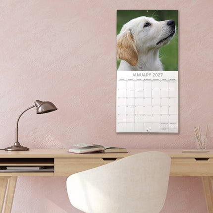 Golden Retriever Puppies 2027 Premium Square Wall Calendar lifestyle image