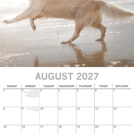 Golden Retrievers 2027 Premium Square Wall Calendar August sample page