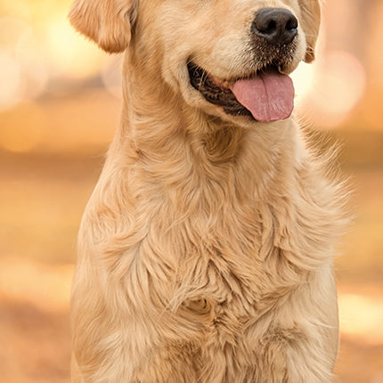 Golden Retrievers 2027 Premium Slim Wall Calendar cover