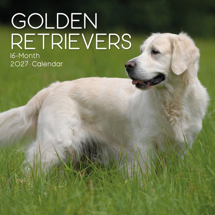 Golden Retrievers 2027 Premium Square Wall Calendar cover