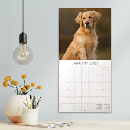 Golden Retrievers 2027 Premium Square Wall Calendar lifestyle image