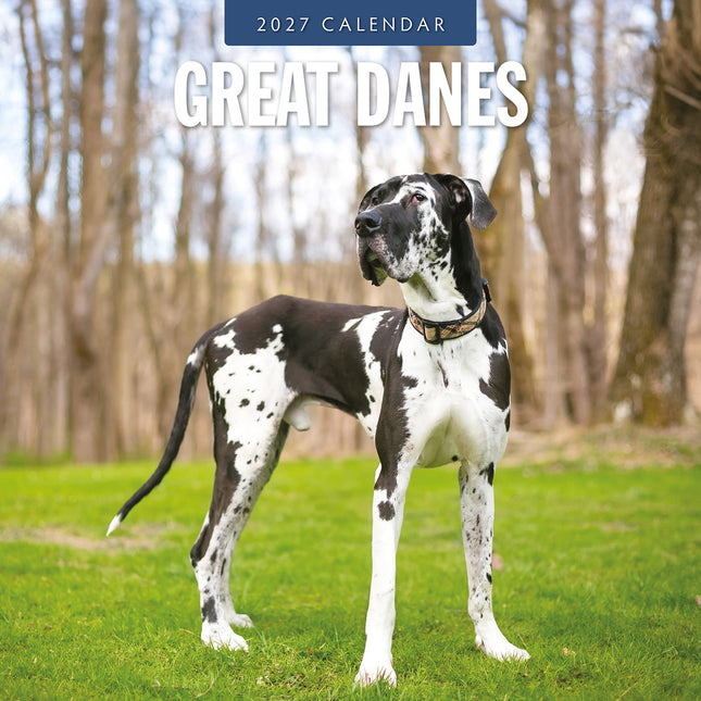Great Danes 2027 square wall calendar - front cover