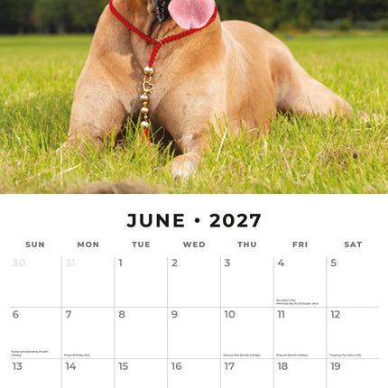 Great Danes 2027 square wall calendar - monthly calendar spread