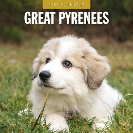 Great Pyrenees 2027 square wall calendar - front cover