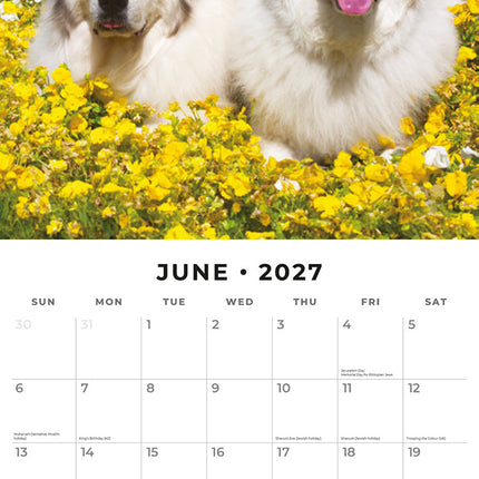 Great Pyrenees 2027 square wall calendar - monthly calendar spread