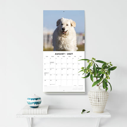 Great Pyrenees 2027 square wall calendar - wall display