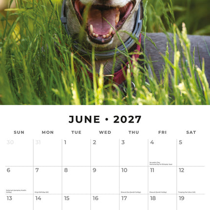 Greyhounds 2027 square wall calendar - monthly calendar spread