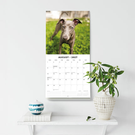 Greyhounds 2027 square wall calendar - wall display