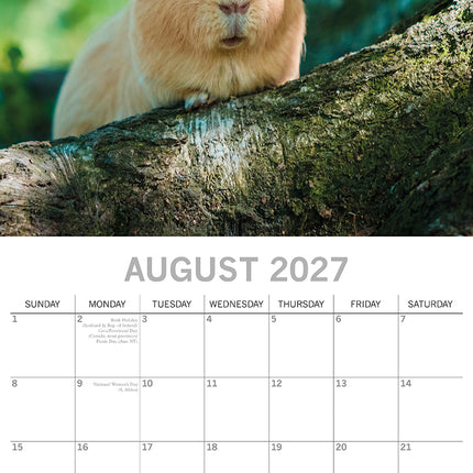 Guinea Pigs 2027 Square Wall Calendar August sample page