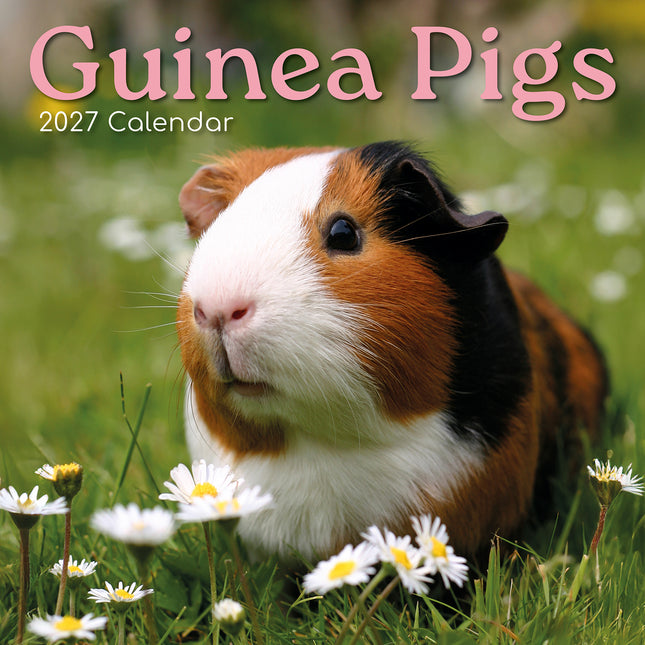Guinea Pigs 2027 Square Wall Calendar cover