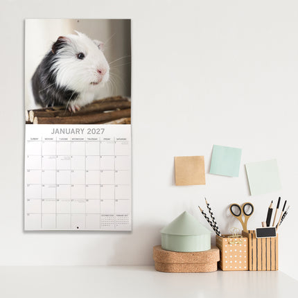 Guinea Pigs 2027 Square Wall Calendar lifestyle image