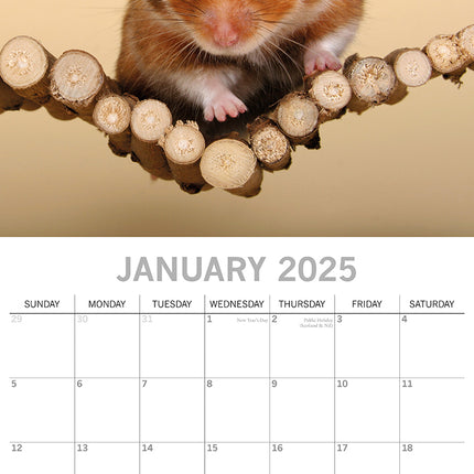 Hamsters - 2025 Square Wall Calendar Pets Animals 16 Months Premium Planner Gift