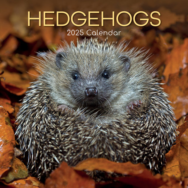 Hedgehogs 2025 Square Wall Calendar Pets Animals 16 Months Premium Planner Gift