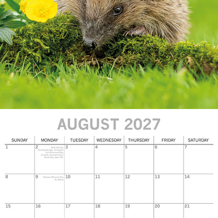 Hedgehogs 2027 Premium Square Wall Calendar August sample page