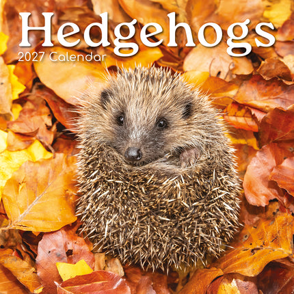 Hedgehogs 2027 Premium Square Wall Calendar cover