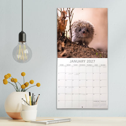Hedgehogs 2027 Premium Square Wall Calendar lifestyle image