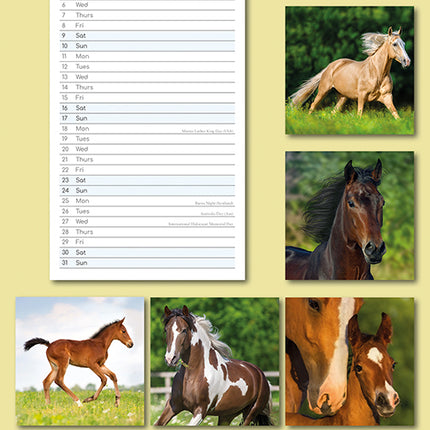 Horses 2027 Premium Slim Wall Calendar back cover