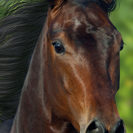 Horses 2027 Premium Slim Wall Calendar cover