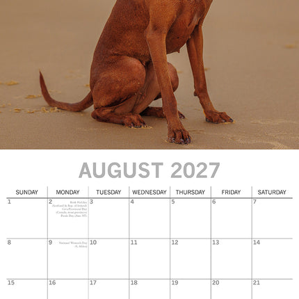 Hungarian Vizslas 2027 Premium Square Wall Calendar August sample page