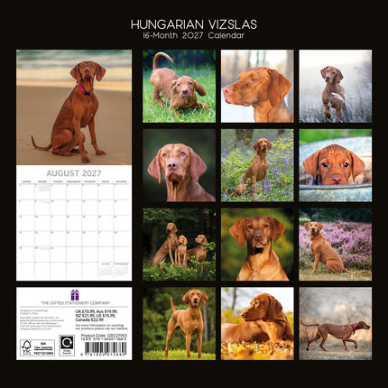 Hungarian Vizslas 2027 Premium Square Wall Calendar back cover