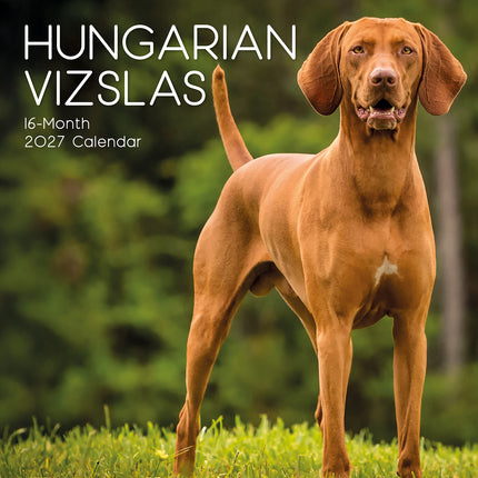 Hungarian Vizslas 2027 Premium Square Wall Calendar cover