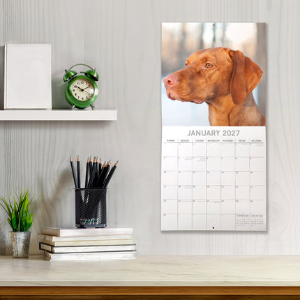 Hungarian Vizslas 2027 Premium Square Wall Calendar lifestyle image