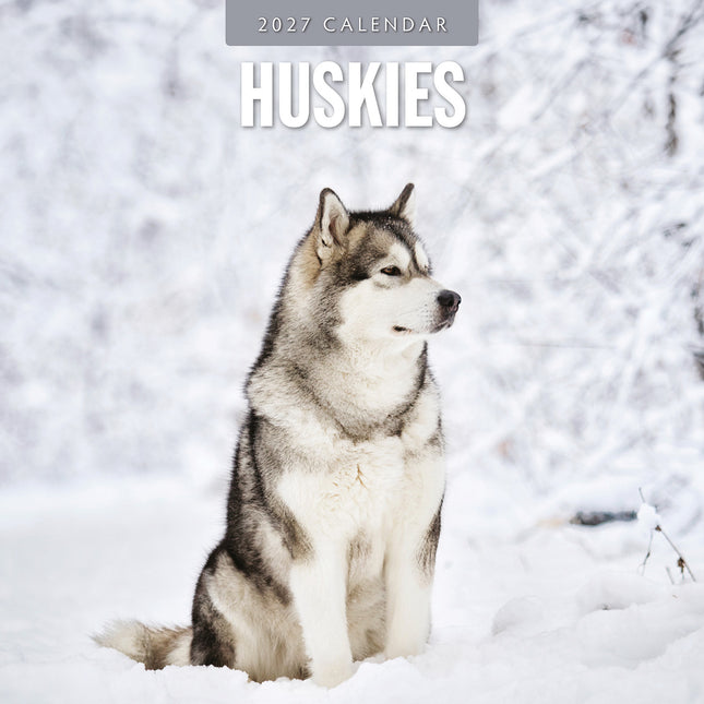 Huskies 2027 square wall calendar - front cover