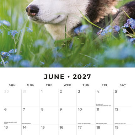 Huskies 2027 square wall calendar - monthly calendar spread