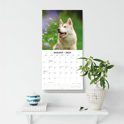 Huskies 2027 square wall calendar - wall display